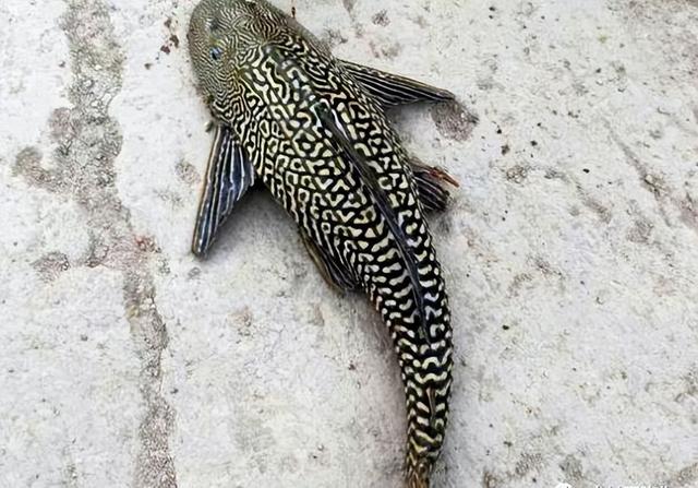 清道夫鱼能吃不，清道夫鱼能吃吗（对环境的影响有多大呢）