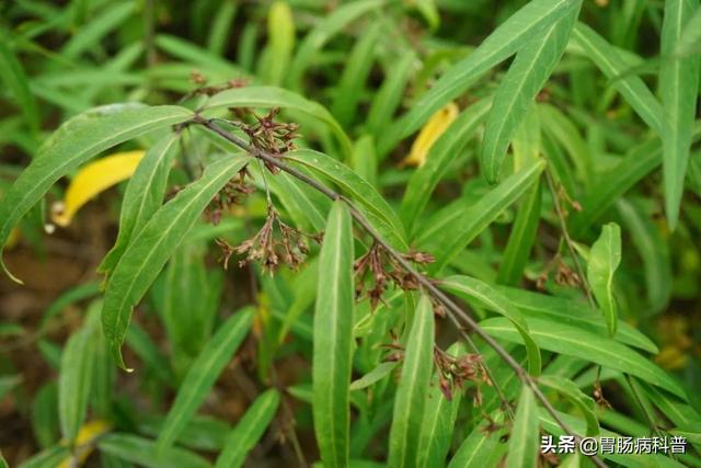 曼陀罗花的图片，曼陀罗花是什么（301味中药材的原植物彩色图谱）