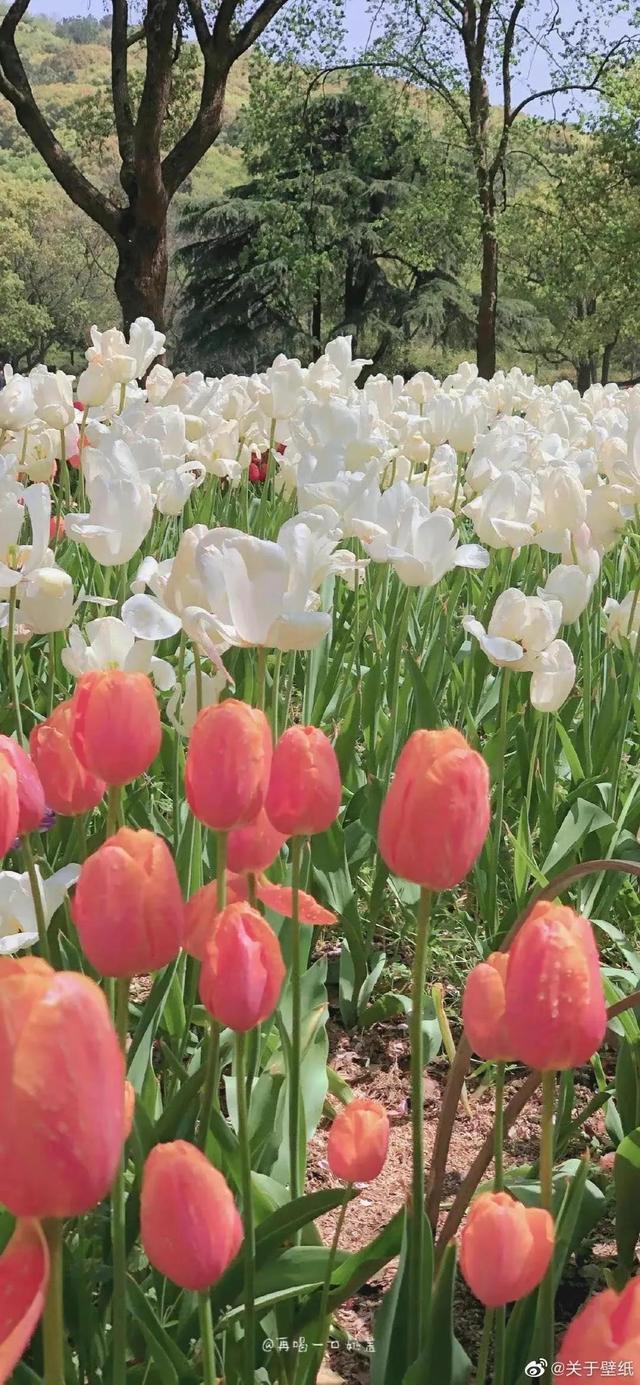 郁金香?可爱女头，微信头像，郁金香?可爱女头（ins风高清手机壁纸质感图片）