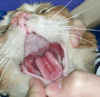 猫的泪痕怎么去除，猫咪泪痕如何去除（猫咪有顽固泪痕）