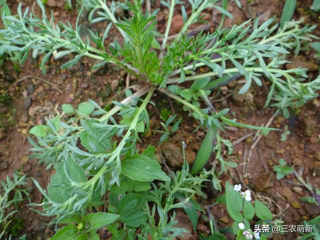 玛卡是什么东西，玛卡药店有卖的吗（玛咖：人称南美人参）