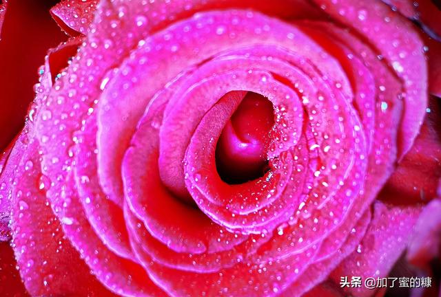 你就像带刺的玫瑰，红色是我的血染上去的。，你就像带刺的玫瑰是什么歌（你的锋芒，就是玫瑰的刺图片）