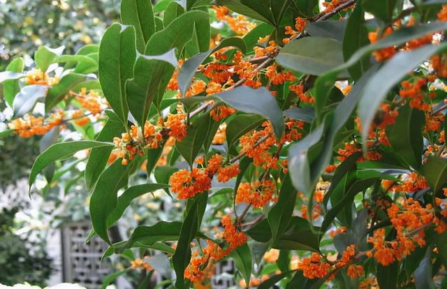 庭院十大吉祥树排名，庭院栽什么树最旺宅（10种吉利树）