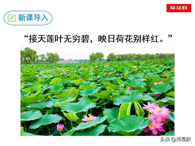 爱莲说原文朗读，爱莲说拼音版原文（部编人教版七年级语文下第17课《爱莲说》周敦颐-诵读+课件）