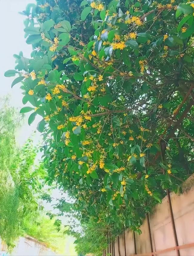 好听的树的名字，爱情树的名字大全简单而有寓意（5种“名花树”）