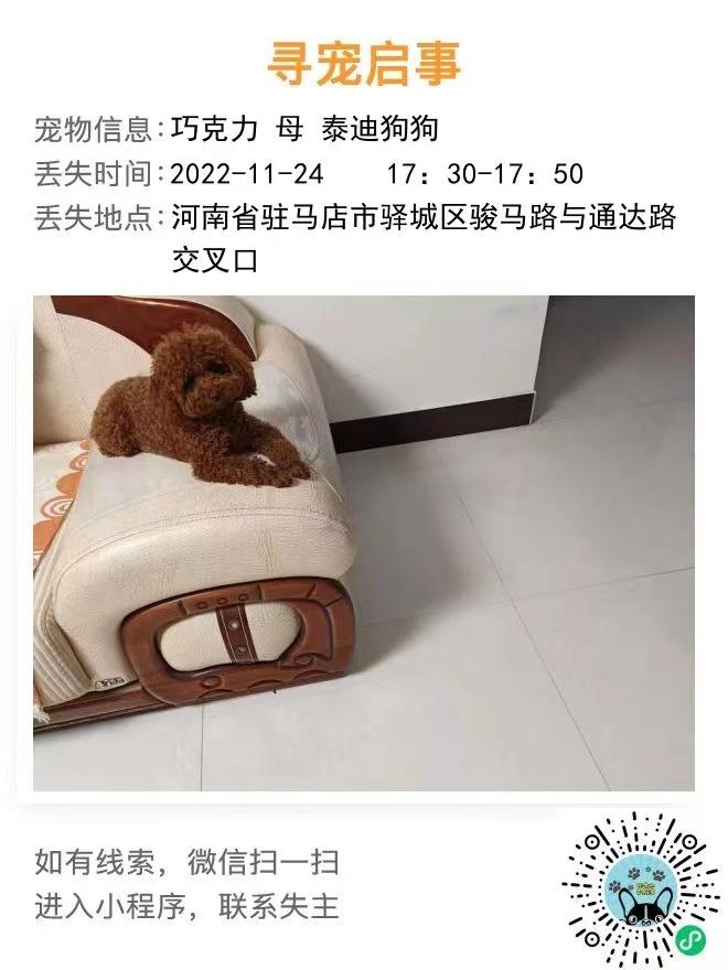 驻马店小型犬多少钱 驻马店犬舍有哪些