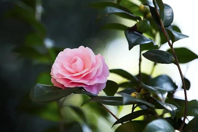 大理市春季赏花去哪里，大理开花季节（春之大理，与茶花“约会”）