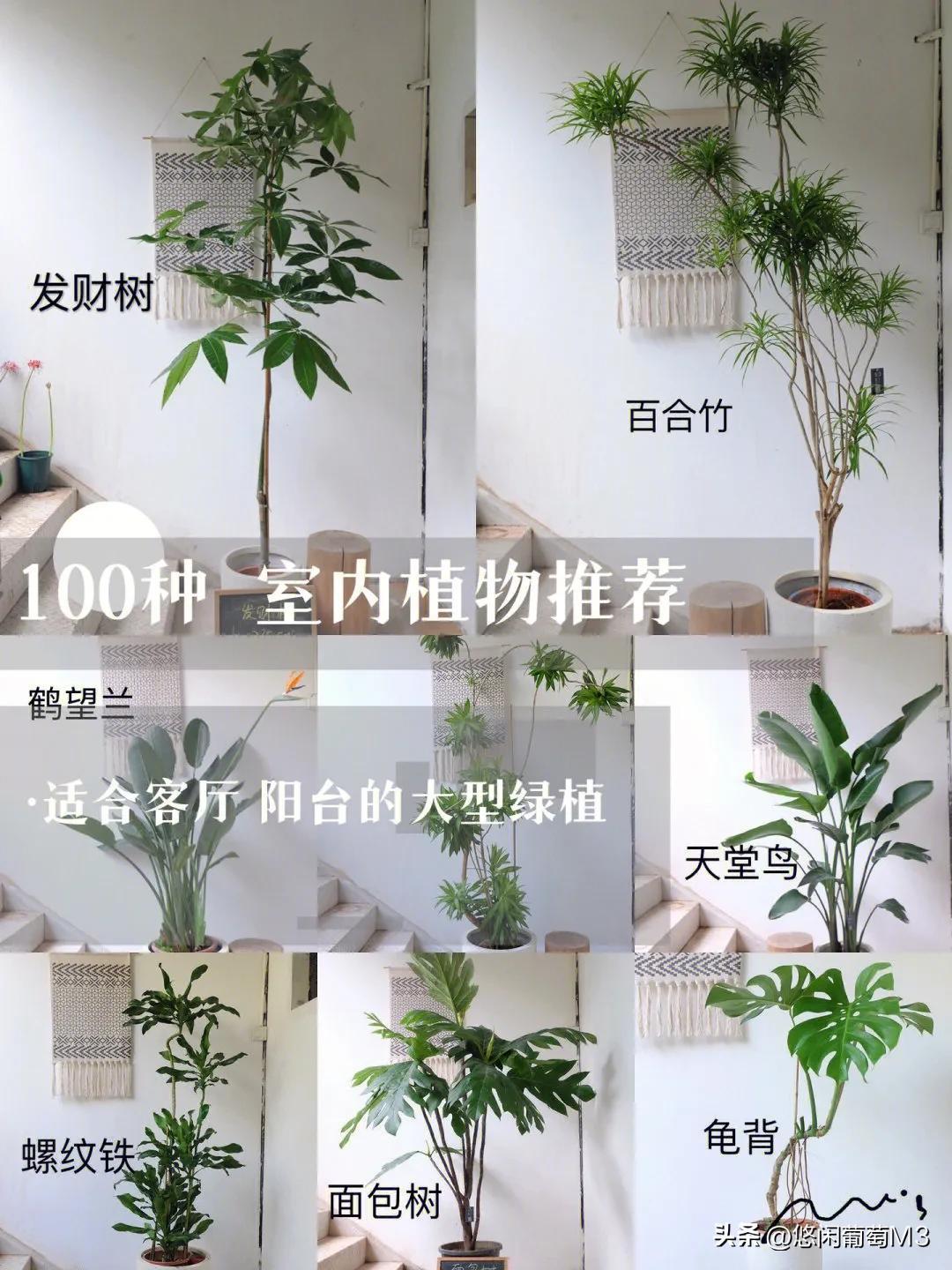 植物的作文100字（關于植物100字的作文）