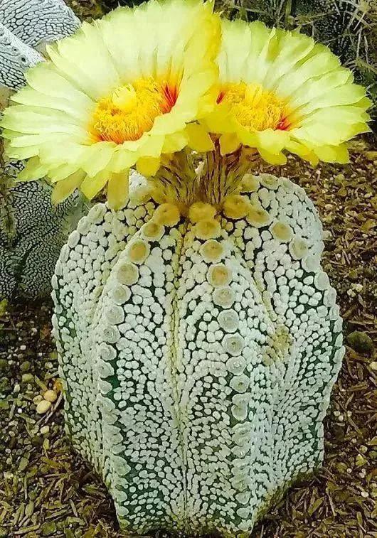仙人掌开花图片，八种开花勤快的仙人掌植物（40多种罕见的仙人掌开花图）