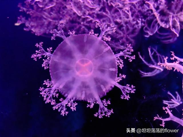 美丽的海底世界珠海长隆海洋王国，珠海行第三天--珠海长隆海洋王国