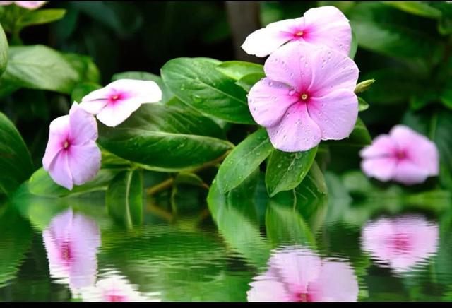 笑靥和笑魇的区别，笑魇如花还是笑靥如花（笑魇如花还是笑靥如花读音）