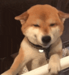 宠物狗价格，上班族、有小孩、新手适合养什么狗（宠物狗价格排行）