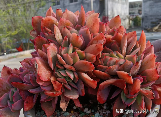 多肉的生长环境，多肉植物适合在什么温度下生长（但你知道多肉主要产自3个地方）