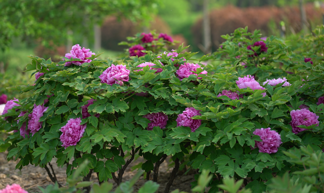 菏泽牡丹王惊艳全国,看过才知道什么是国色天香!