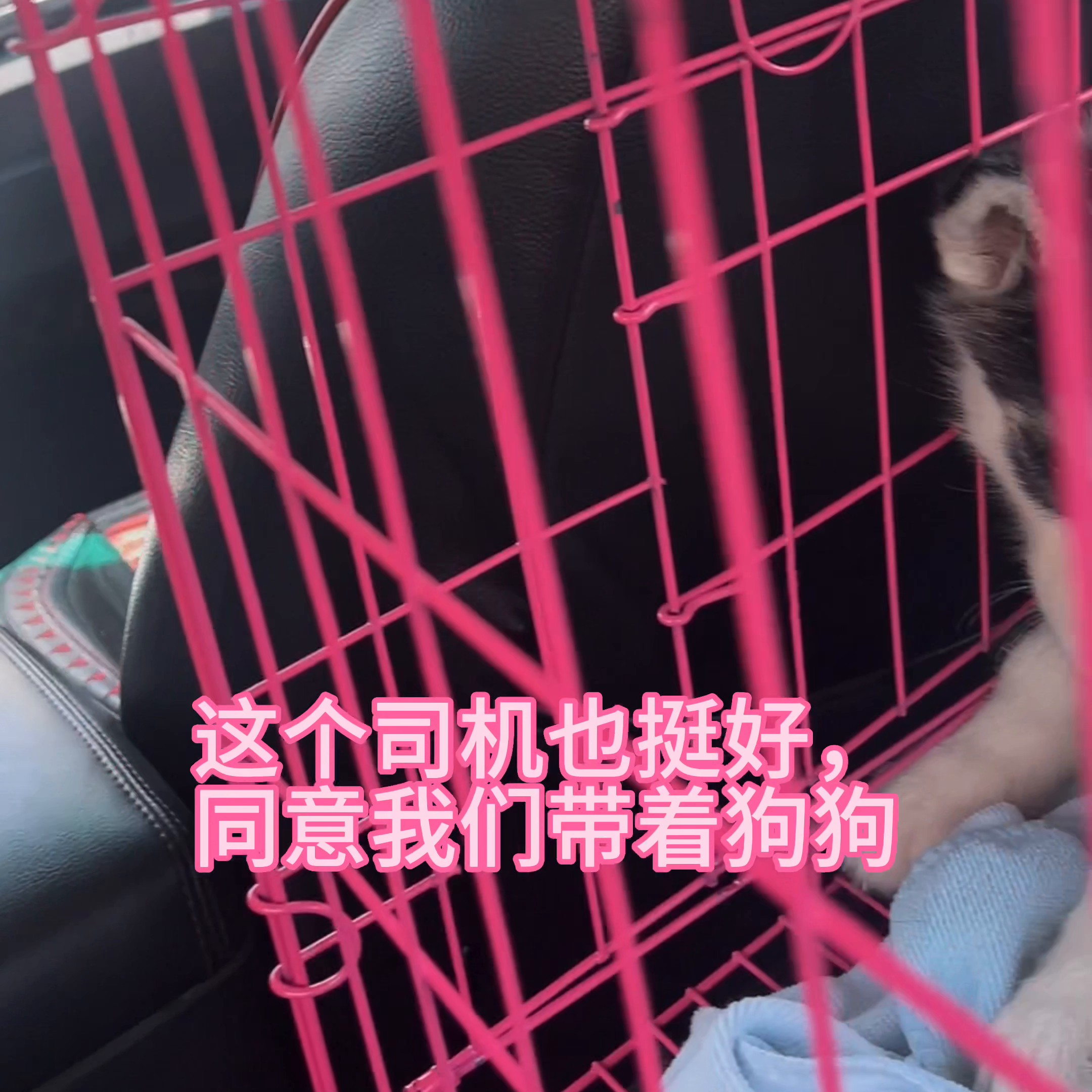 小狗细小犬瘟管状检查多少钱 细小狗瘟的检查费用