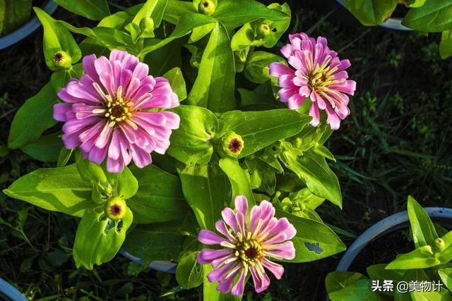 谷雨节气的介绍 二十四节气之谷雨内容文字，谷雨节气的介绍（谷雨：人间春暮，岁短情长）