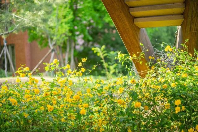 北京林业大学林学院，哪个大学的林业专业好（北京林业大学2022级辅导员集体“亮相”）