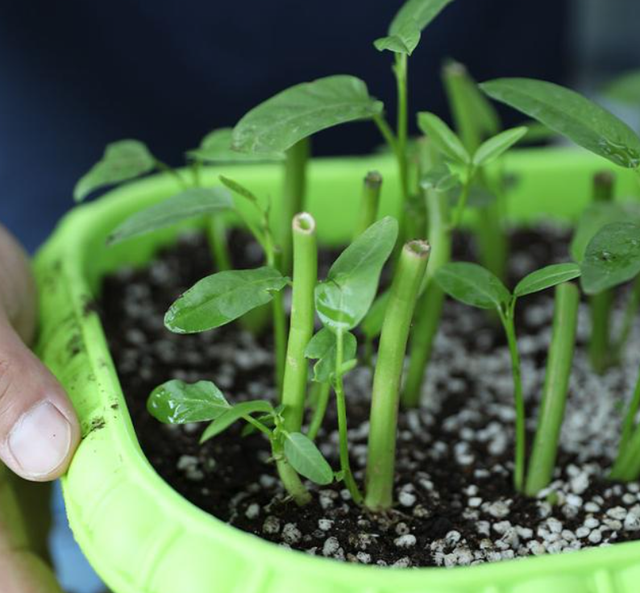 空心菜叶子能吃吗，空心菜的叶子不能吃（5种“青菜根”）