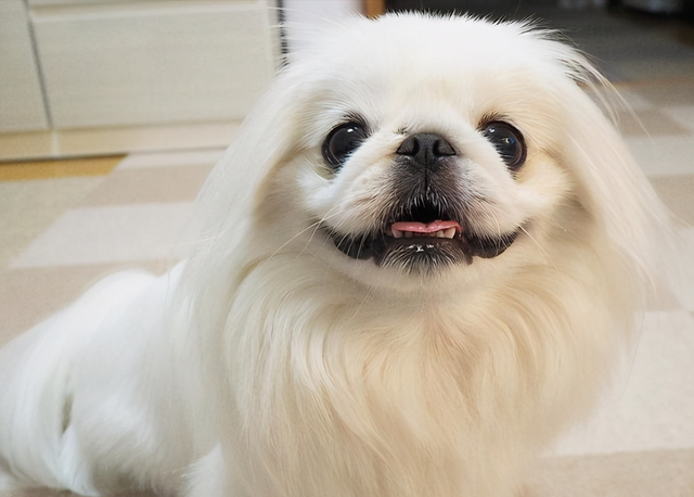 北京京巴狗,先了解它的优缺点(北京京巴狗多少钱)