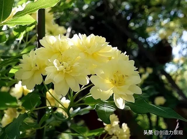 木香花是什么，木香花是什么样子的（美色不逊月季的爬藤植物——木香花）