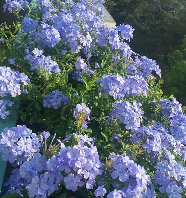 什么花在夏天开，夏天开的花有哪些（夏天就养3种花）