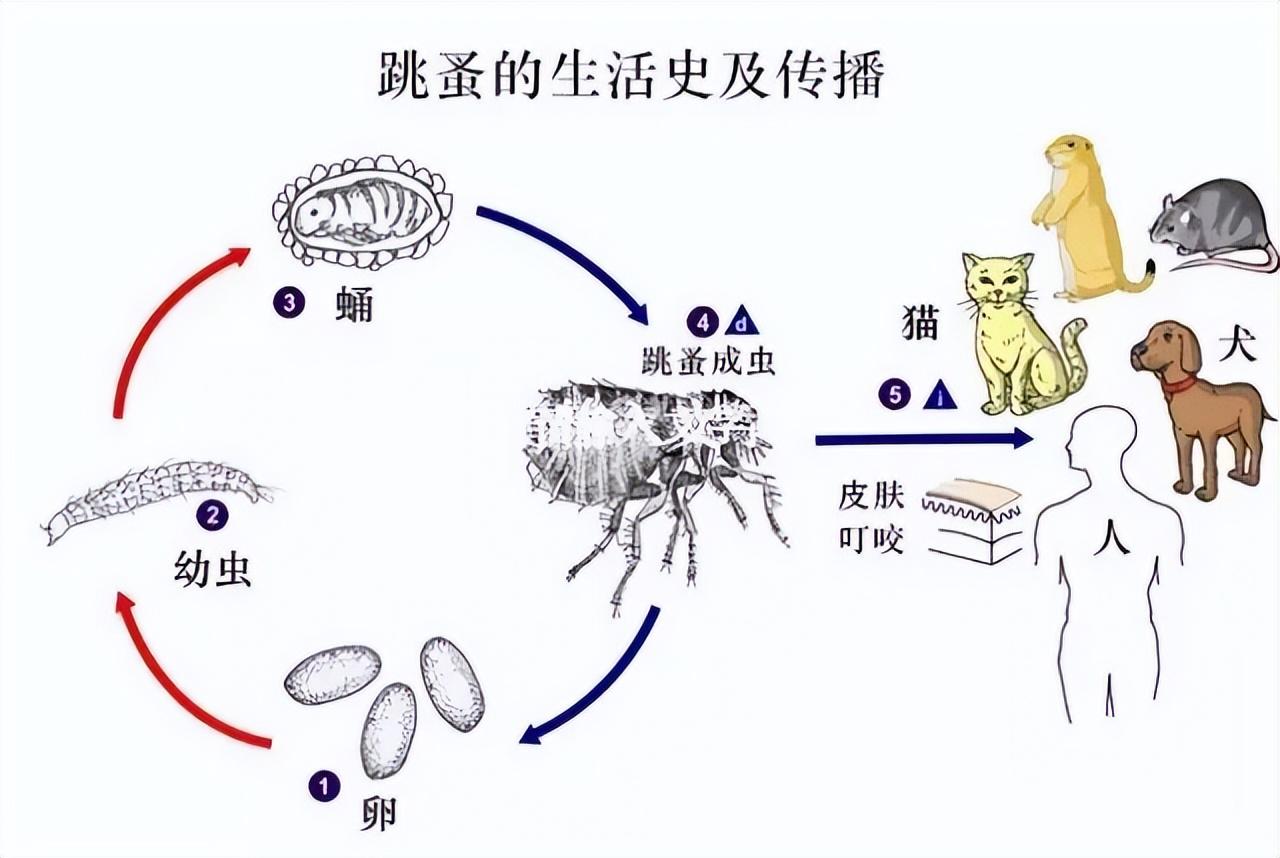 老是被跳蚤咬的人是什么体质，如何让跳蚤上不了身（跳蚤知识，这里全都有）