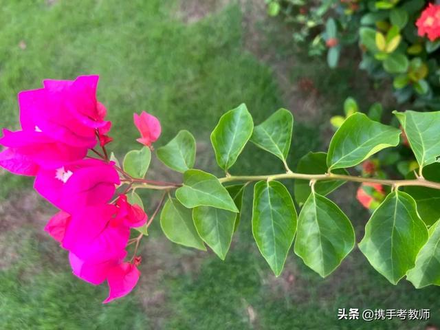 珠海市花是什麼花,珠海市的市花是什麼(三角梅)