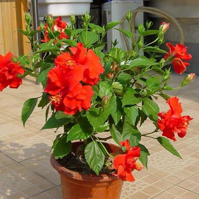 朱槿花象征什么，朱槿花的寓意（被很多老人拉入“黑名单”的3种花）