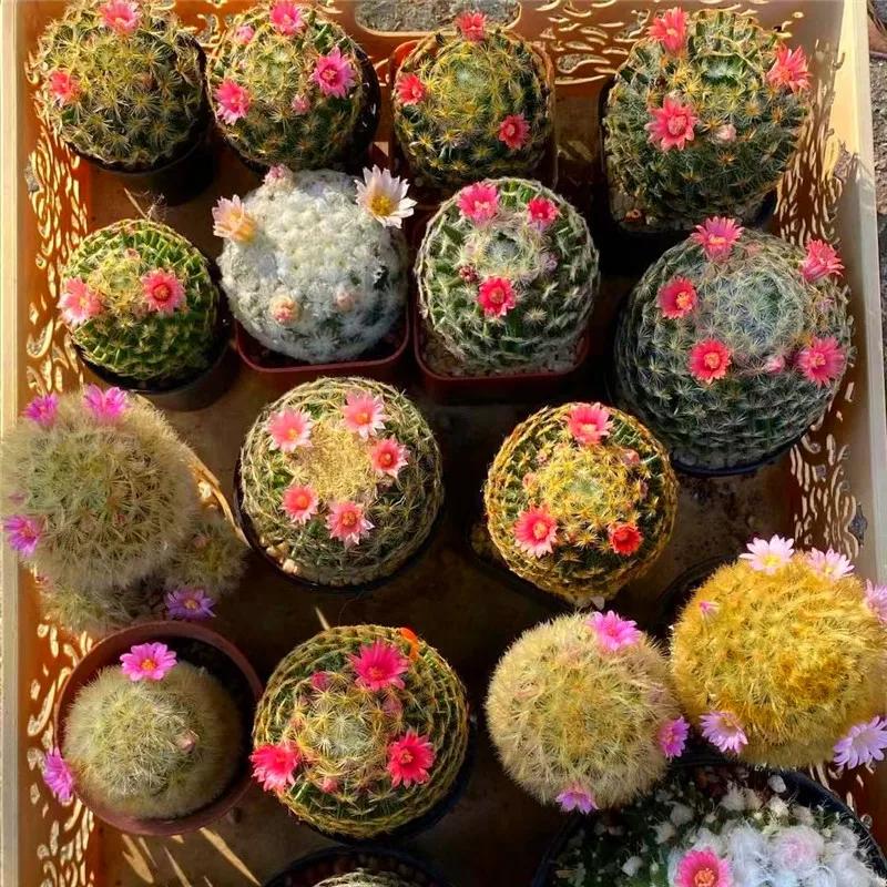 这刺,太个性了85,松霞仙人球86,黑金刚仙人球87,notoscopa白小町缀化