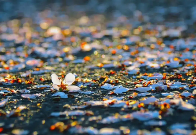 描写樱花的诗句，描写樱花的诗句有哪些（十首落花的诗词）