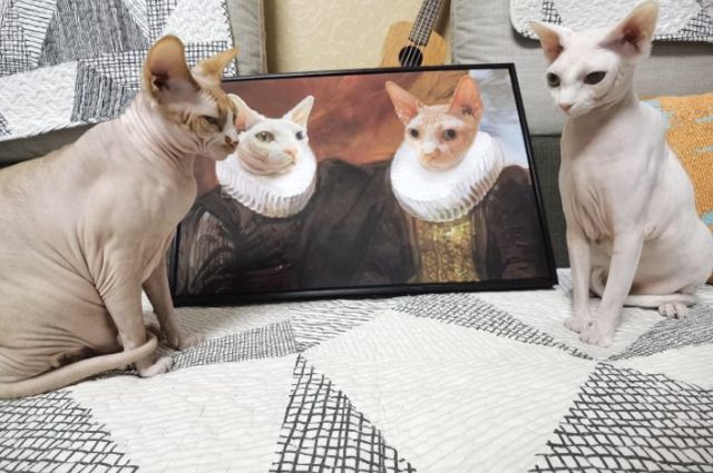 猫的记忆有多久，小猫几个月有记忆（20个养猫冷知识）