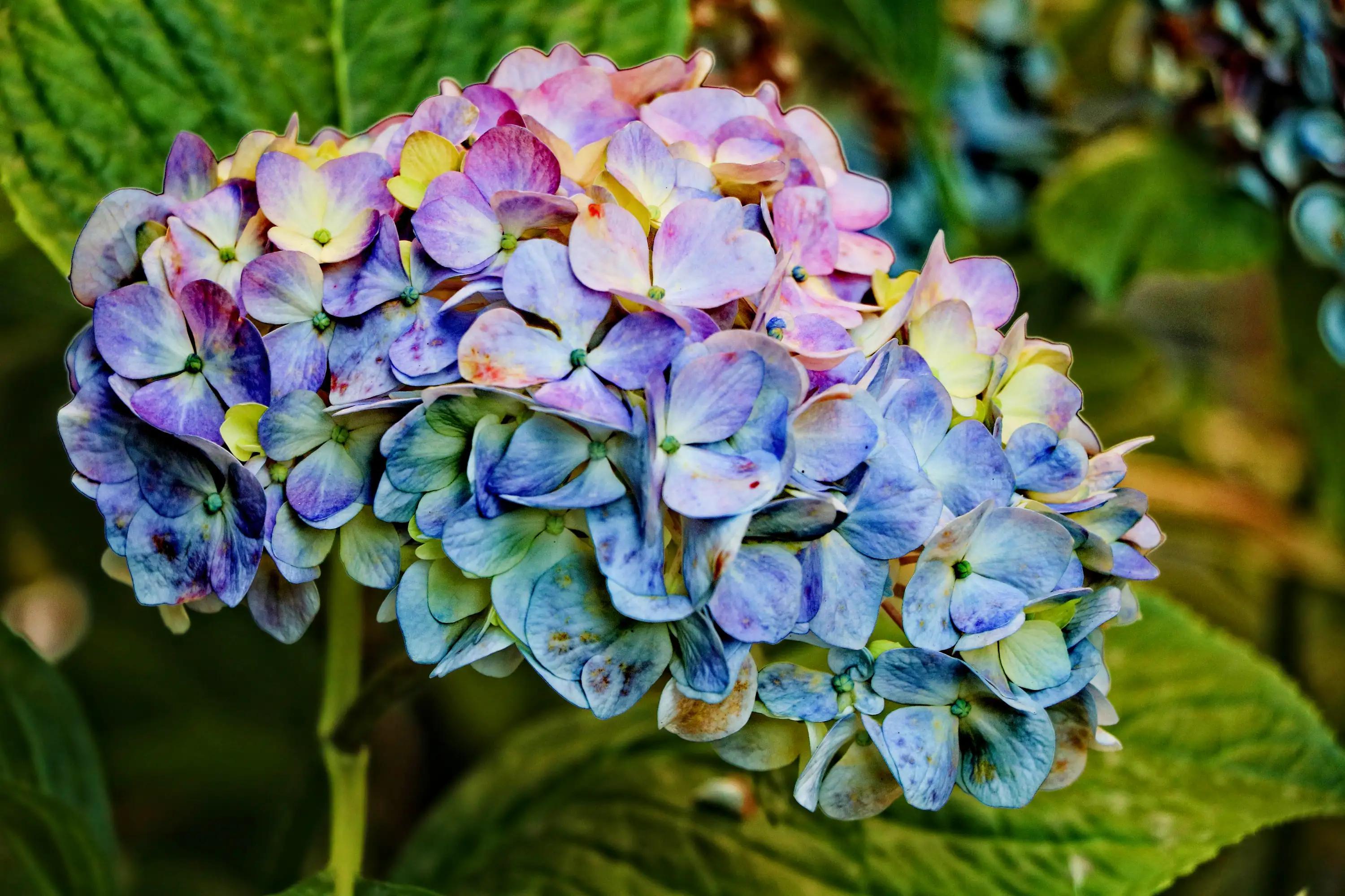 五彩缤纷的绣球花(姹紫嫣红,娇艳迷人) - 彝家农业网