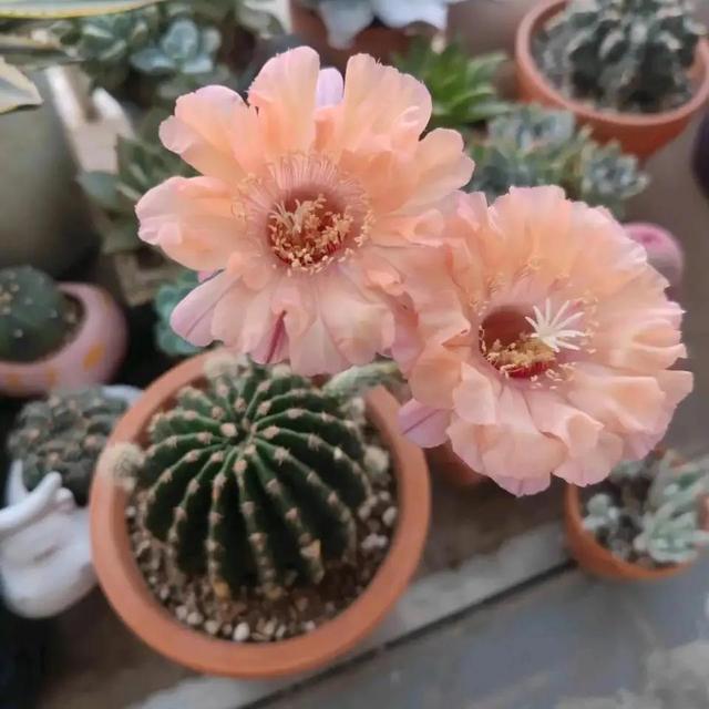 植物消毒杀菌药有哪些，植物消毒杀菌药有哪些品种（过期小药片是“养花宝”）