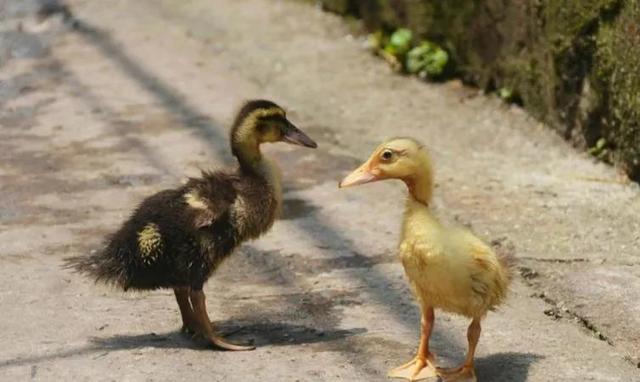 成本低的小生意有哪些，成本低的小生意有哪些好做（这八个赚钱小生意不可错过）