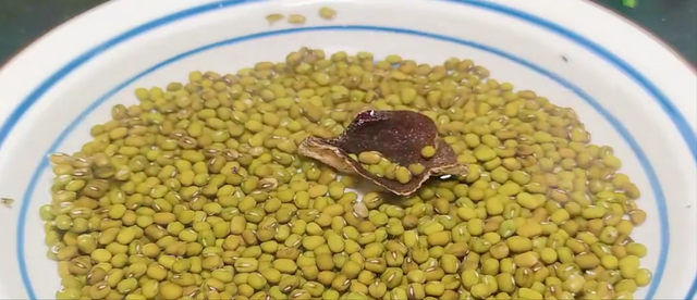 鸽子煲绿豆汤的做法，清炖鸽子汤的做法（鸽子肉嫩不腥）