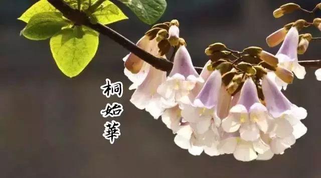 赞美春天的句子，写春天的优美句子（院子里的一棵梧桐树下）