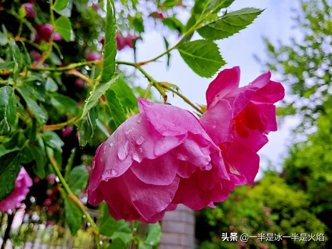 蔷薇花语，蔷薇花语是什么意思 寓意（随笔：蔷薇花开艳流年）