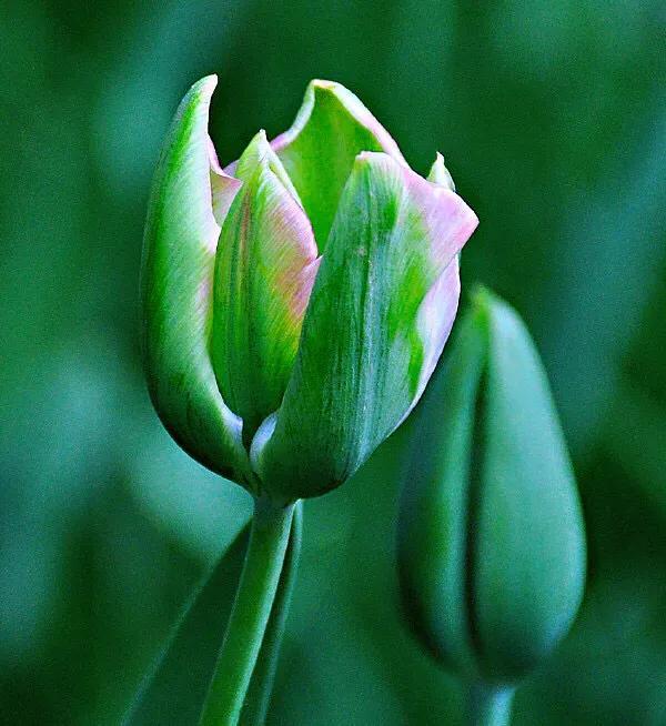 白色郁金香花语，郁金香的花语和传说（世界花后郁金香）