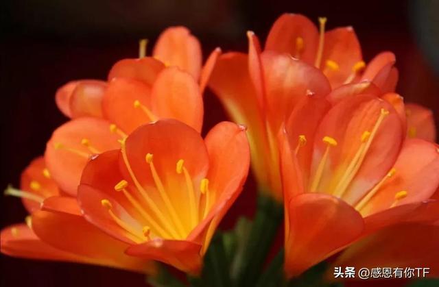 长春市花是什么花，长春市花是什么花（长春市市花——君子兰）