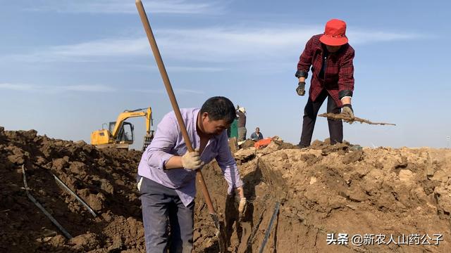 河南焦作铁棍山药，河南焦作铁棍山药的功效与作用（为啥河南温县的火了）