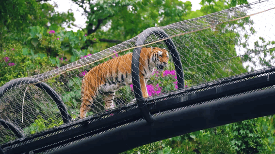 深圳世界之窗门票多少钱一张，深圳世界之窗晚上门票多少（动物园\u0026世界之窗/欢乐海岸水秀）