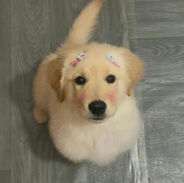 动物男头（你喜欢就好），微信头像，动物男头（你喜欢就好）（可爱头像‖很精致的小动物）