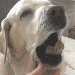 最安静的狗排行，适合家养的安静的狗狗（推荐7种很“通人性”的狗狗）