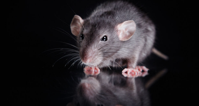 前苏联大老鼠吃了5个人，世界上真的有吃人巨鼠吗（老鼠毁了大半个装甲师）