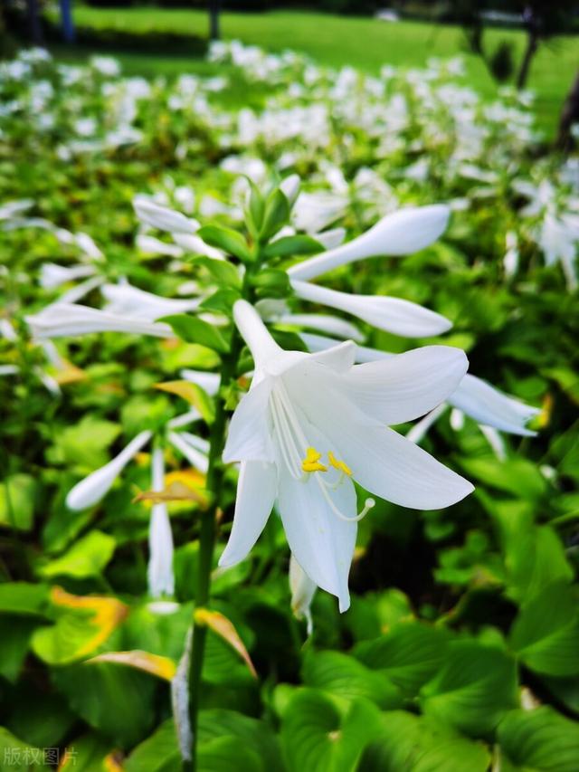 冬天种什么花好养活，冬天什么花好养活北方室内（冻不死的花草清单）