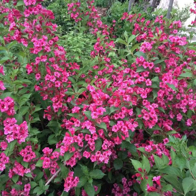 冬天有什么花开放，冬季开花的花卉有哪些（8种“稀罕花”）