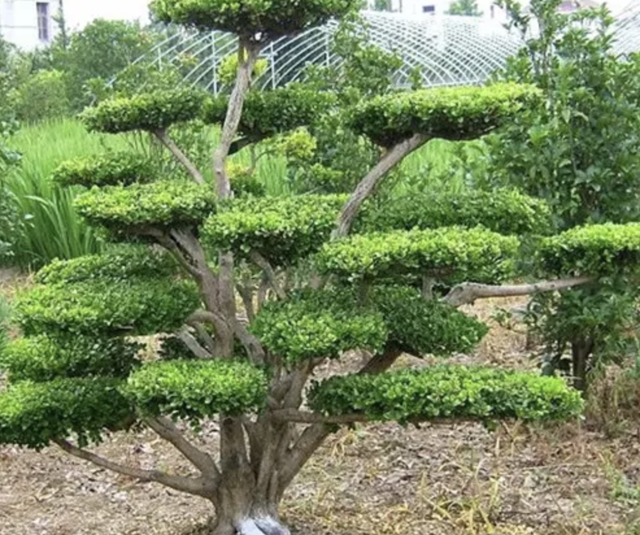 雀舌罗汉松小苗价格多少钱一棵，雀舌罗汉松价格是多少（2种花价值“上千”）