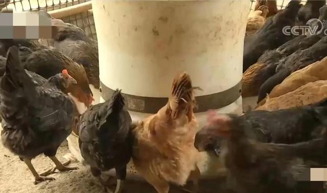 梦见好多鸡蛋捡鸡蛋是什么意思，梦见捡好多鸡蛋什么意思（湖南男子承包1200亩荒山）