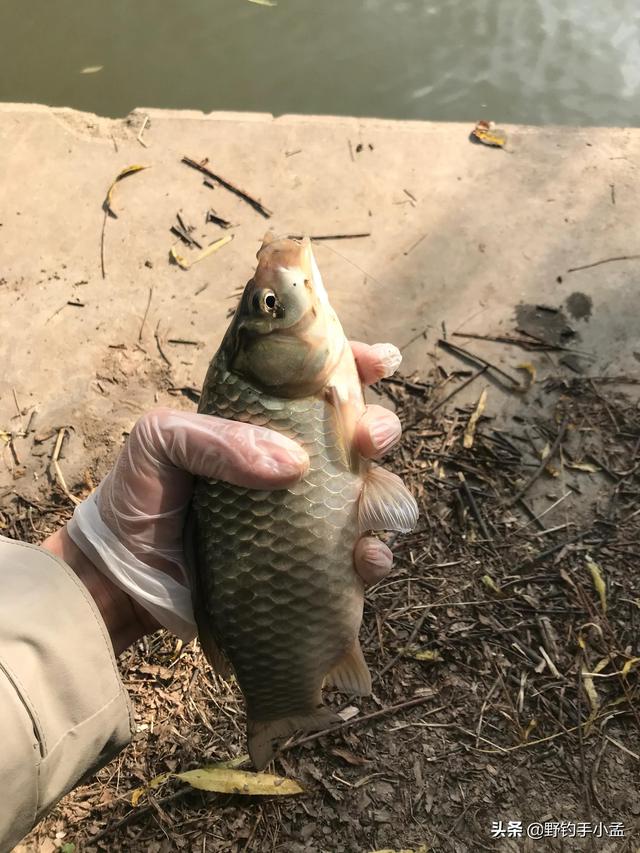 早上几点钓鱼最佳时间，上午几点钓鱼最好（占钓位只是一方面，别不信）