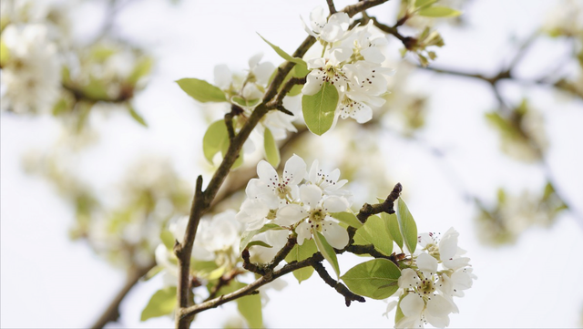 白色樱花的寓意，花语：生命、热烈、纯洁、高尚